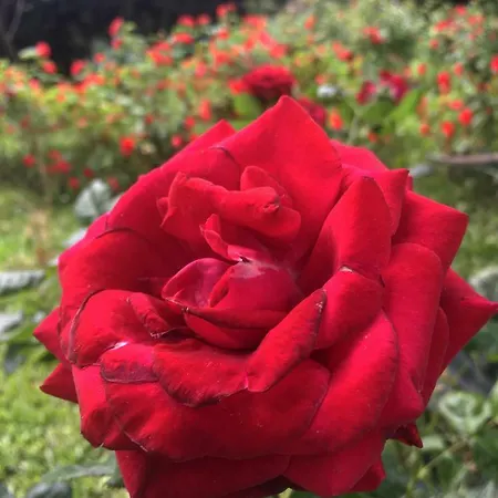 Nocleg ze śniadaniem Tenuta La Rosa Campi Bisenzio