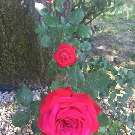 Nocleg ze śniadaniem Tenuta La Rosa